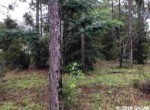 Vacant Land,For Sale,Bronson,FL,32621,Miller,Real Estate